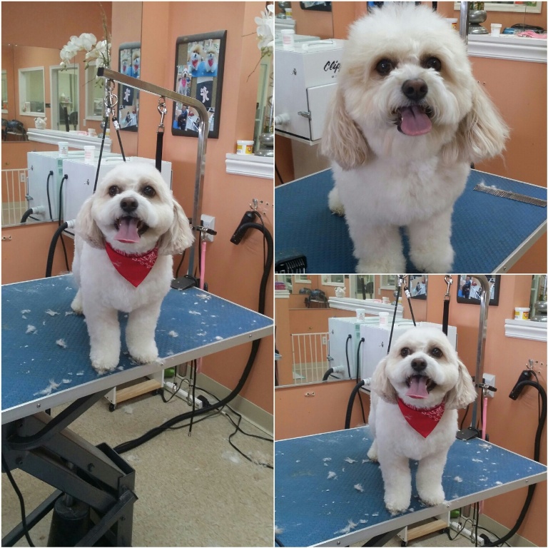 Top Pretty Paws Dog Grooming in the year 2023 Don t miss out 