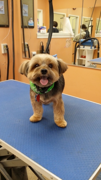 Gallery – Pretty Paws Dog Grooming