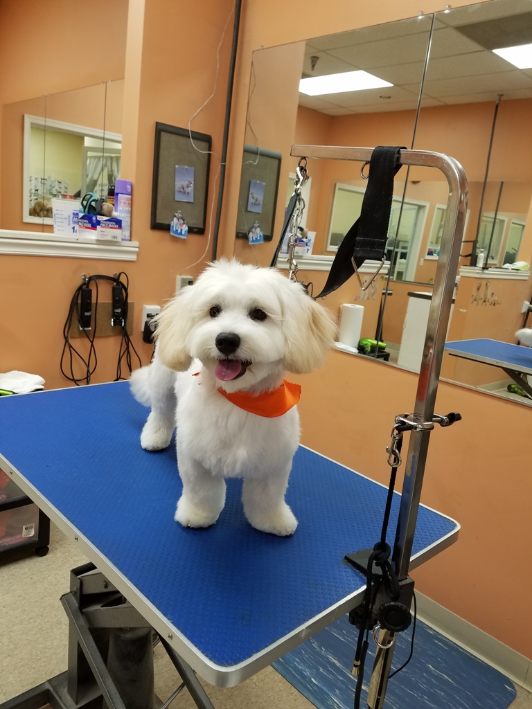 Gallery – Pretty Paws Dog Grooming