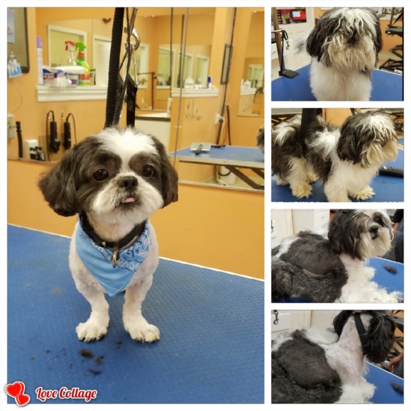 Gallery – Pretty Paws Dog Grooming